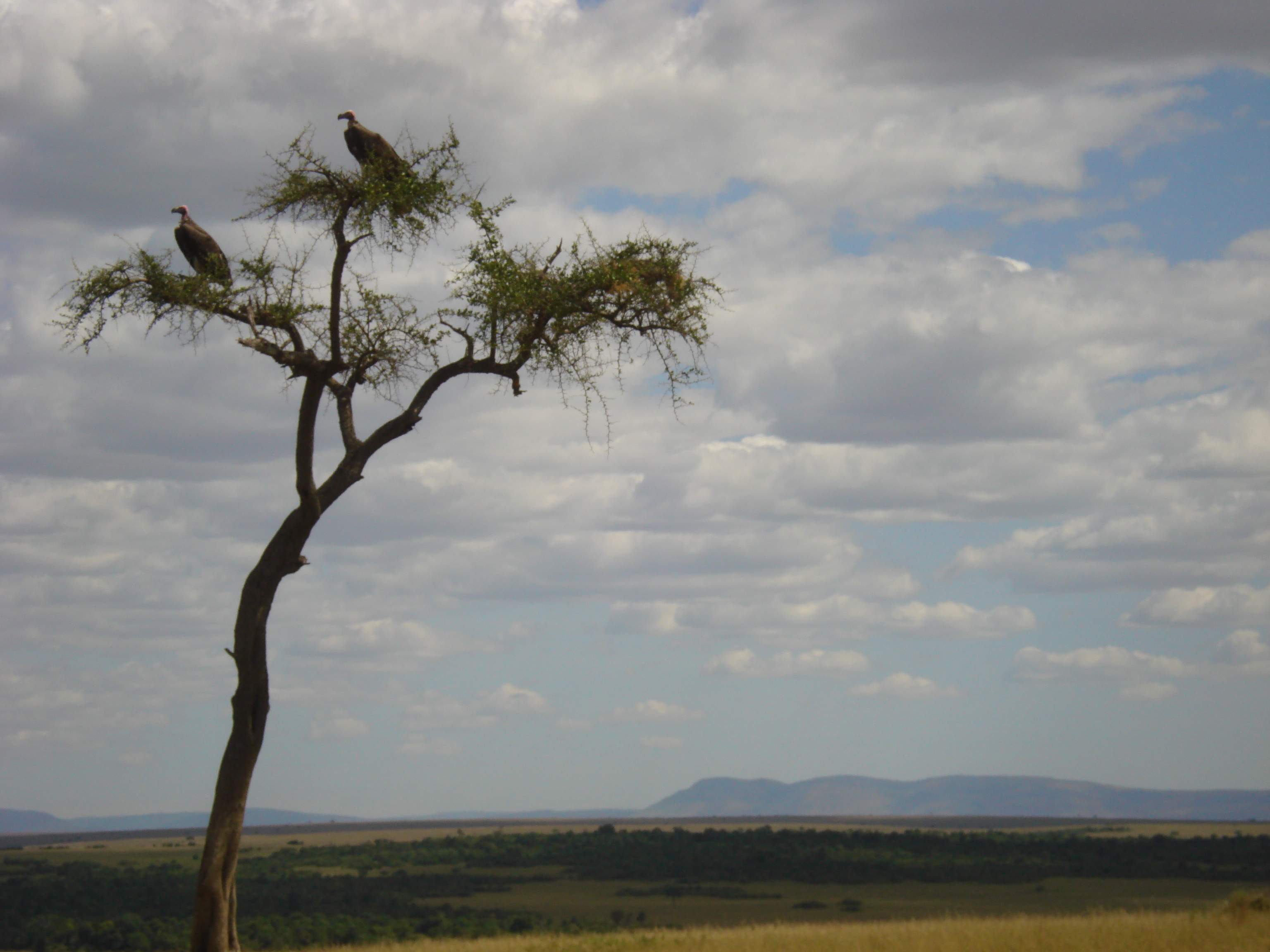 Click to return to the thumbnail index