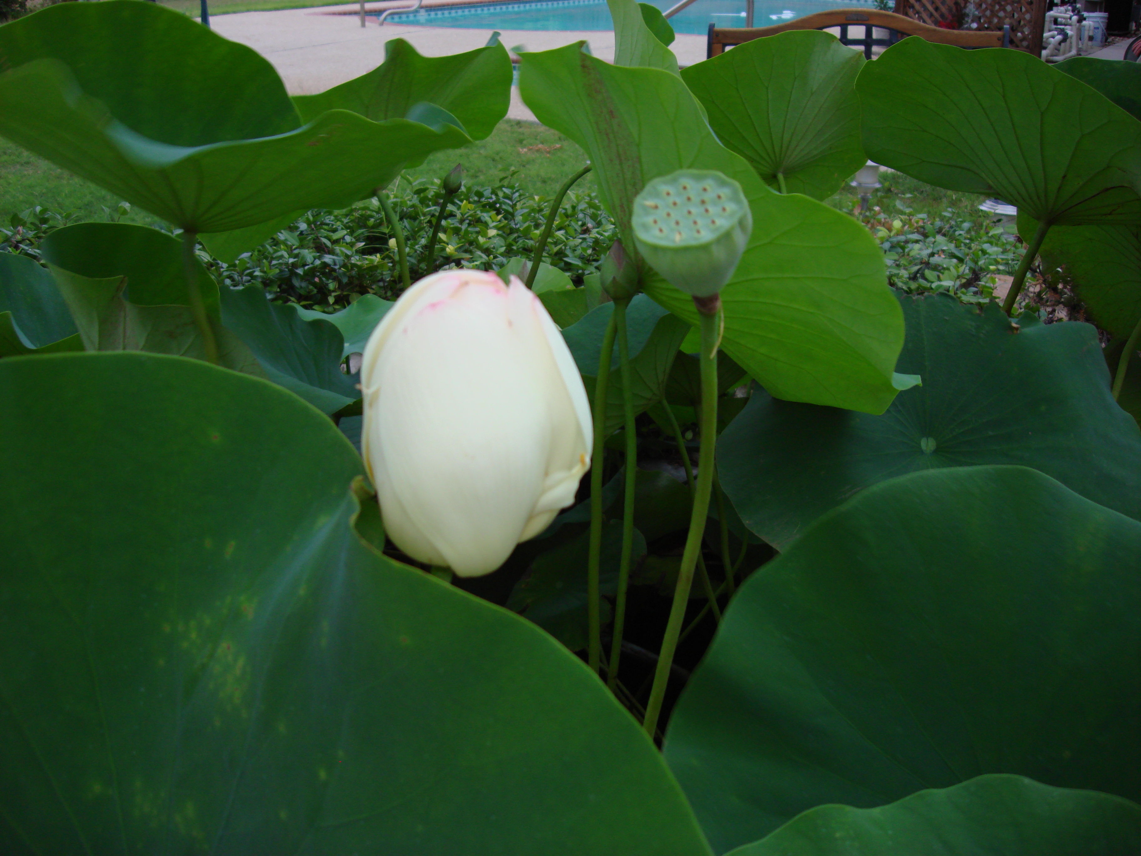 Click to return to the thumbnail index