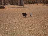 Click for a larger view